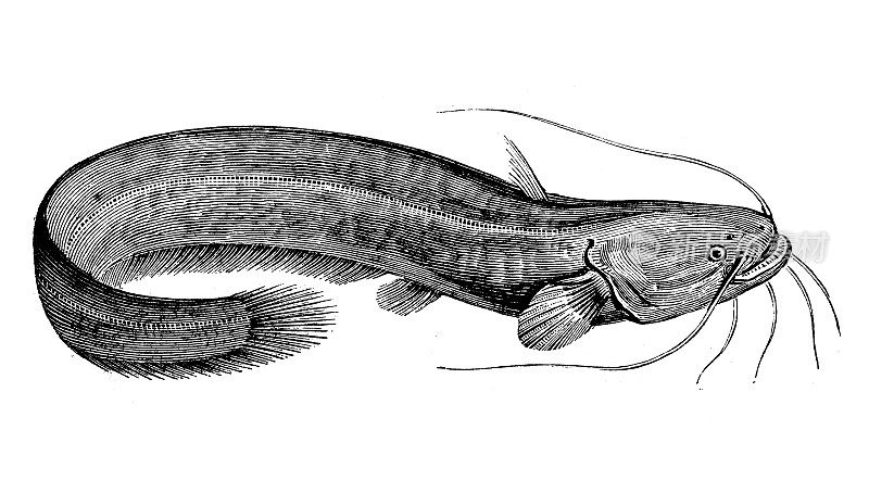 古玩动物插画:wels catfish (Silurus glanis)